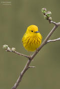 yellow warbler 1a cp ws