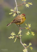 palm warbler cp 1a 1024 ws