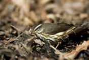 Louisiana Waterthrush