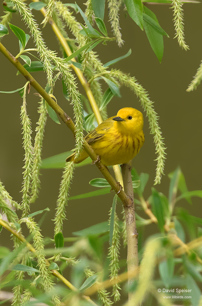 yellow warbler 2b 1024 ws