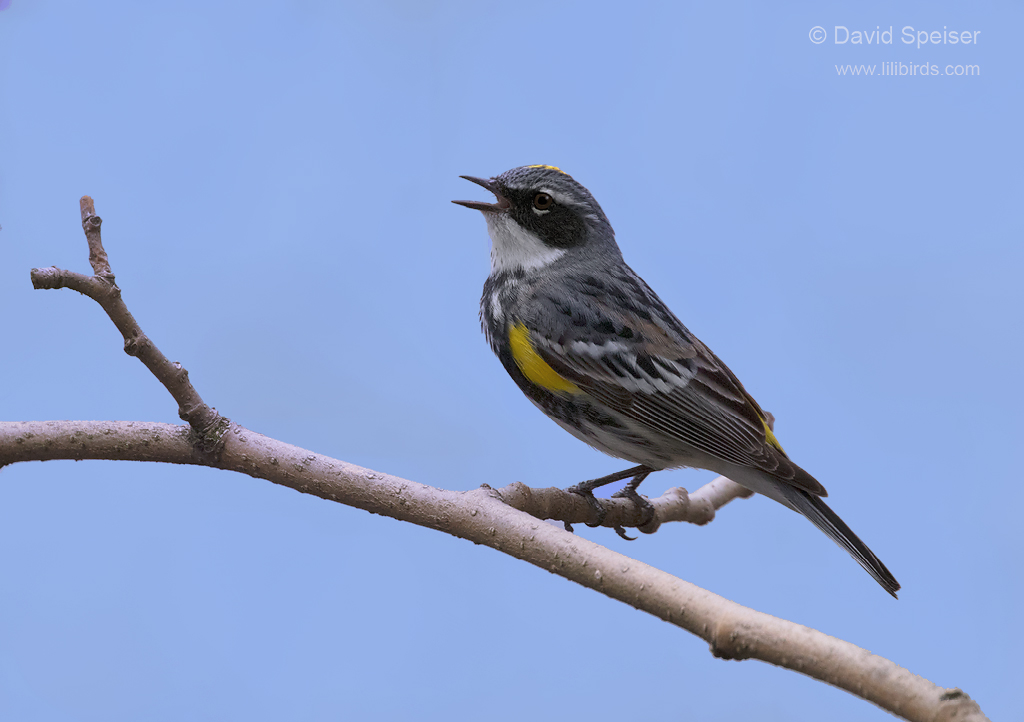 yellow rumped warbler 1b ws