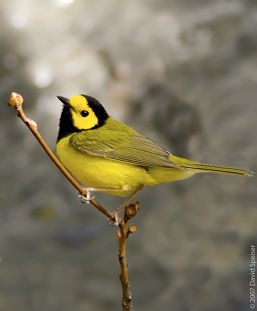 Hooded Warbler (male)