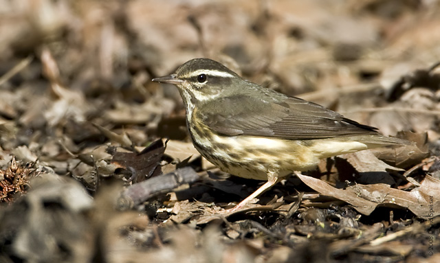 Louisiana Waterthrush