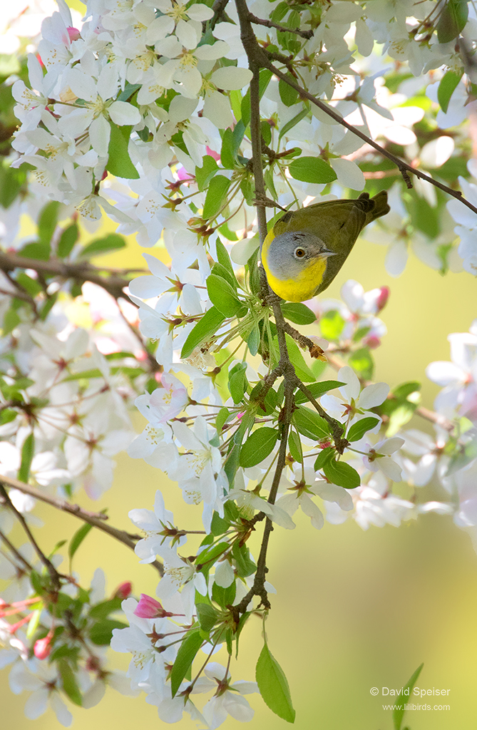 nashville warbler 1b 1024 cp ws