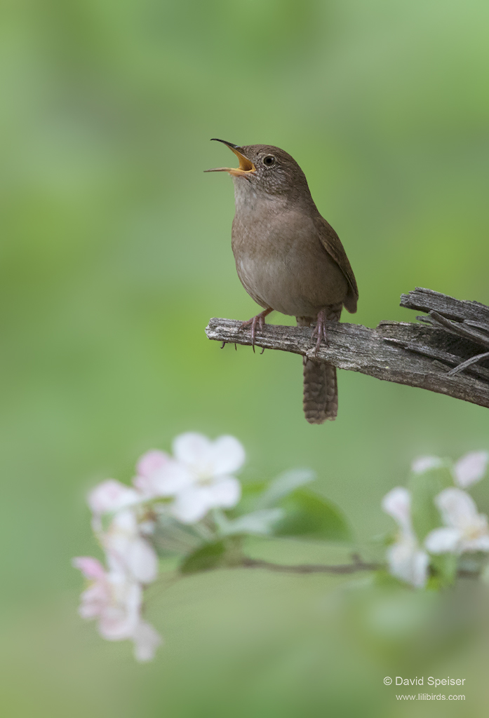 house wren 1b 1024 ws