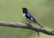 black throated blue warbler 1c 1024 ws