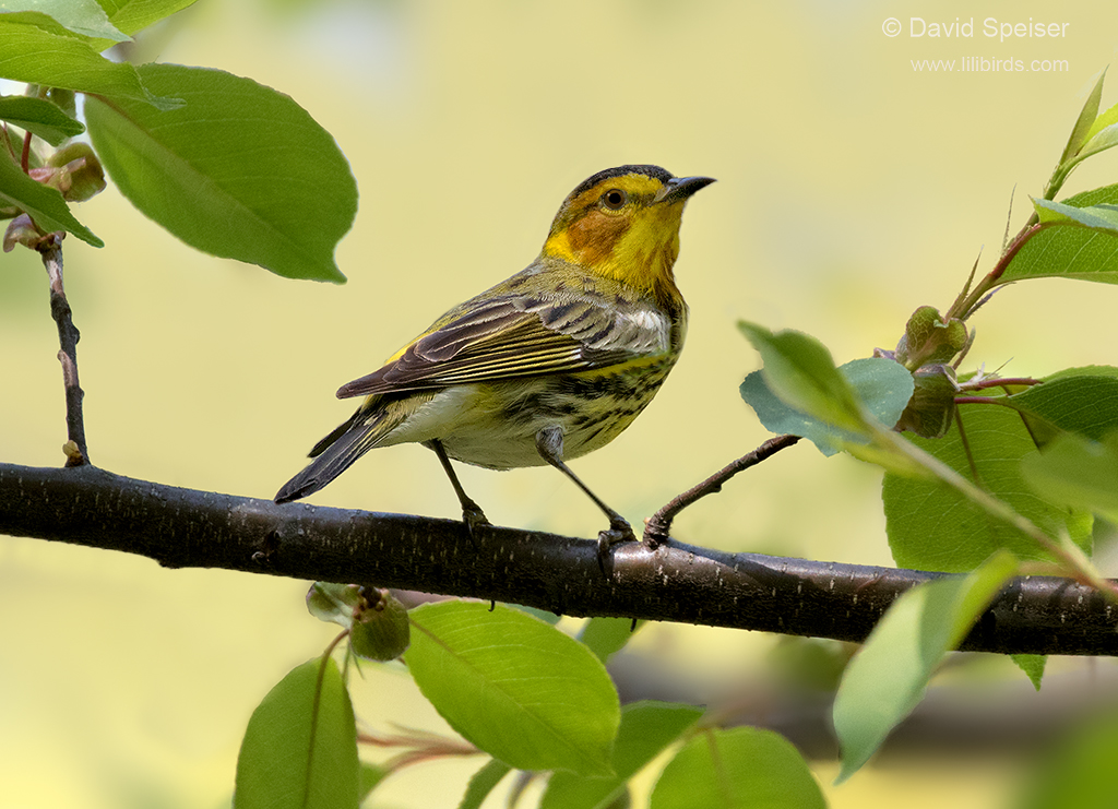 cape may warbler 1b ws