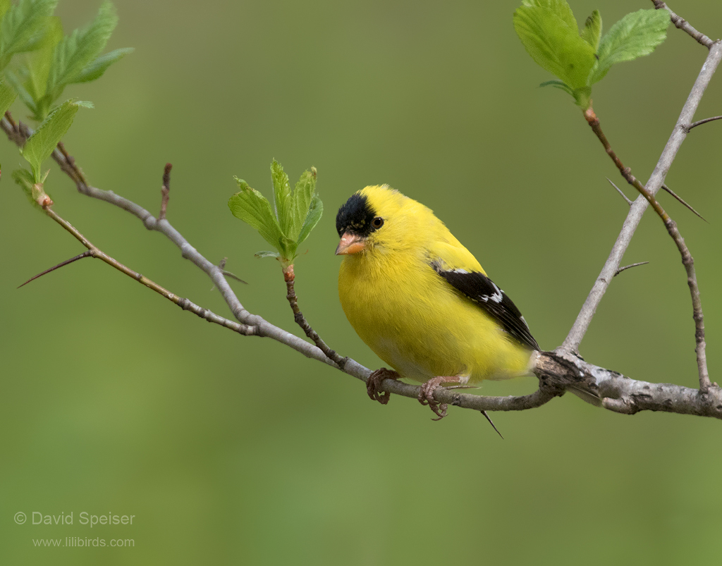 american goldfinch 1a ws