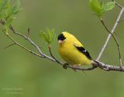 american goldfinch 1a ws