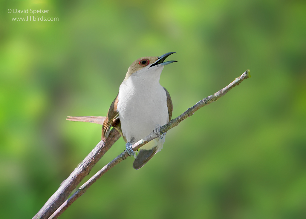 black billed cuckoo 1b 1024 ws