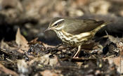 Louisiana Waterthrush