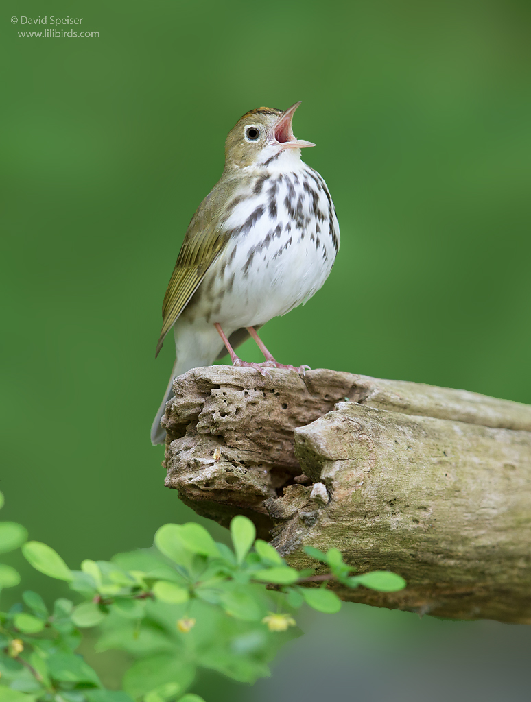 ovenbird 1c 1024 ws