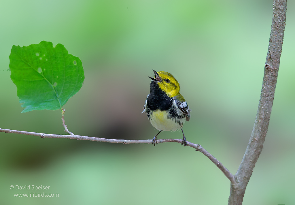 black throated green warbler 1 1024 ws
