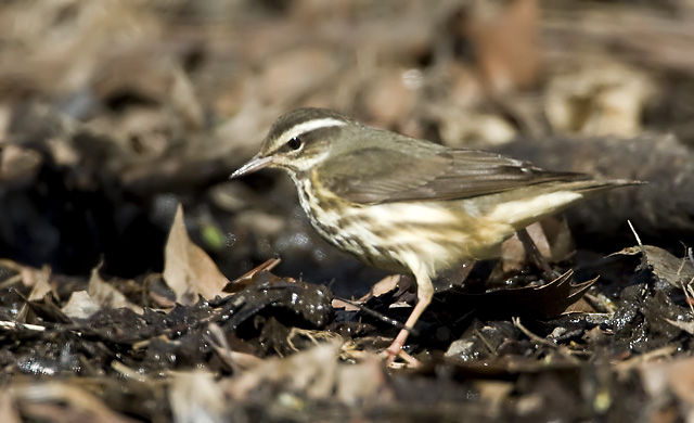 Louisiana Waterthrush