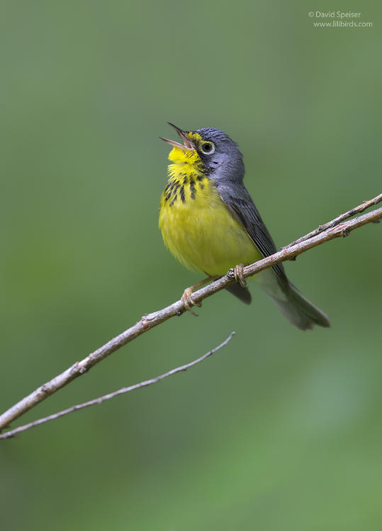 canada warbler 1b 1024 ws