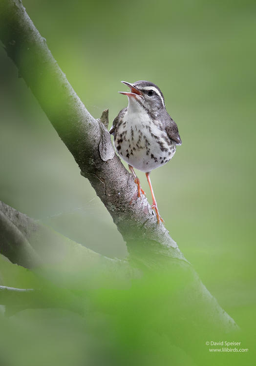 louisiana waterthrush 1 ws