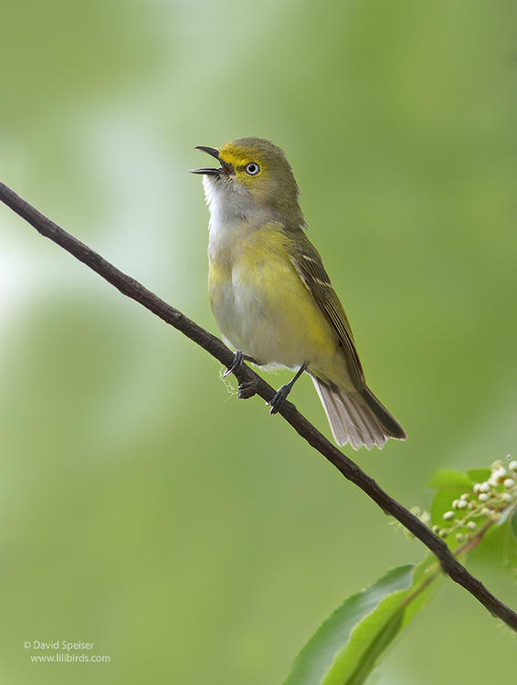 white eyed vireo 1a ws