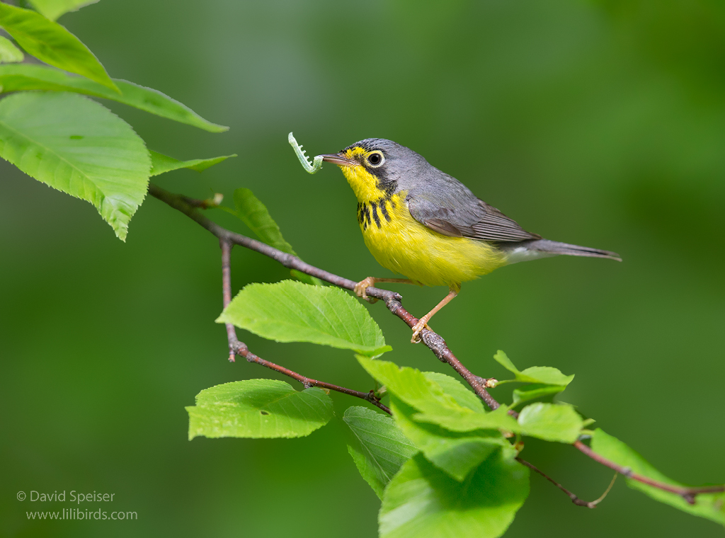 canada warbler 2a 1024 ws