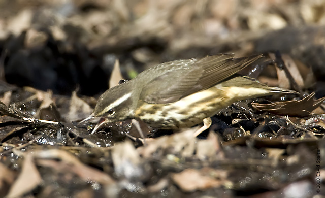 Louisiana Waterthrush