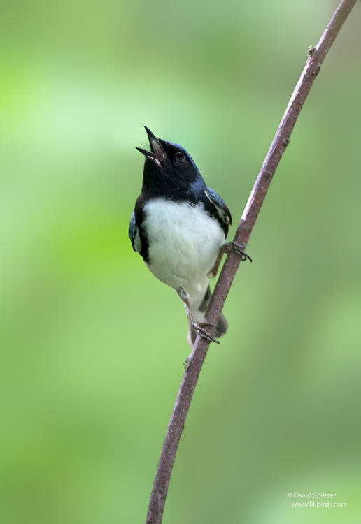 black throated blue warbler 1d 1024 vt ws