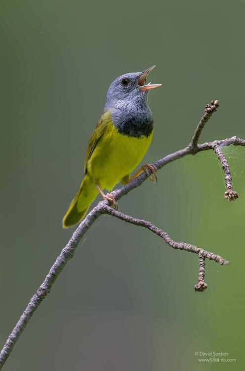 mourning warbler 2b ws