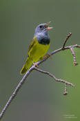 mourning warbler 2b ws