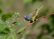mourning warbler 1a 1024 ws