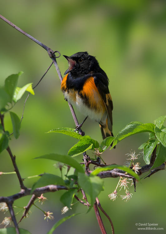 american redstart 1a 1024 st ws