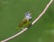 mourning warbler 3 1024 ws