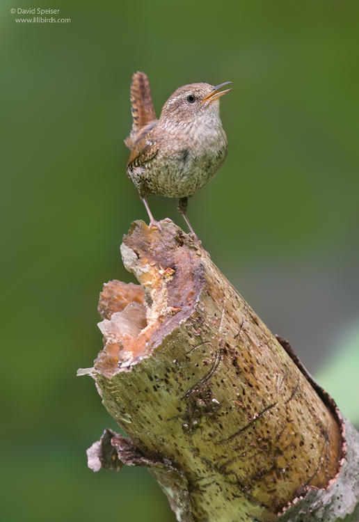 winter wren 1a adk 1024 adk ws