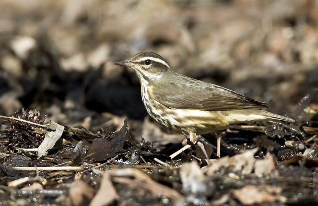 Louisiana Waterthrush