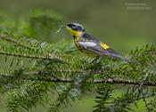 magnolia warbler 1a 1024 adk ws