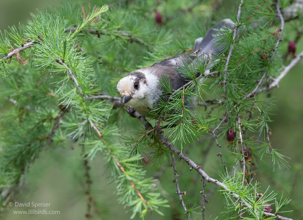 gray jay 1a adk ws