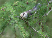 gray jay 1a adk ws