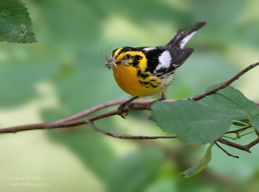 blackburnian warbler 1b adk ws