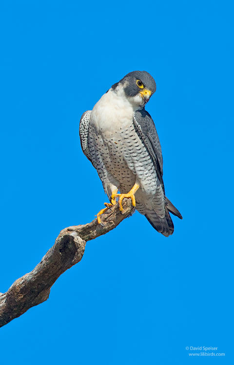 Peregrine Falcon