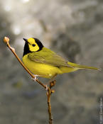 Hooded Warbler (male)