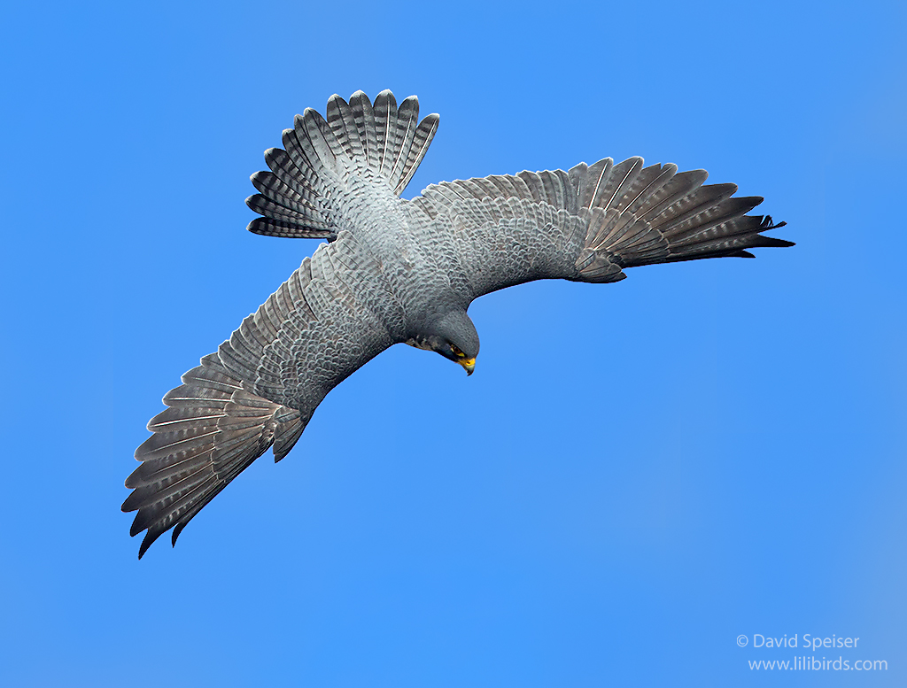 Peregrine Falcon