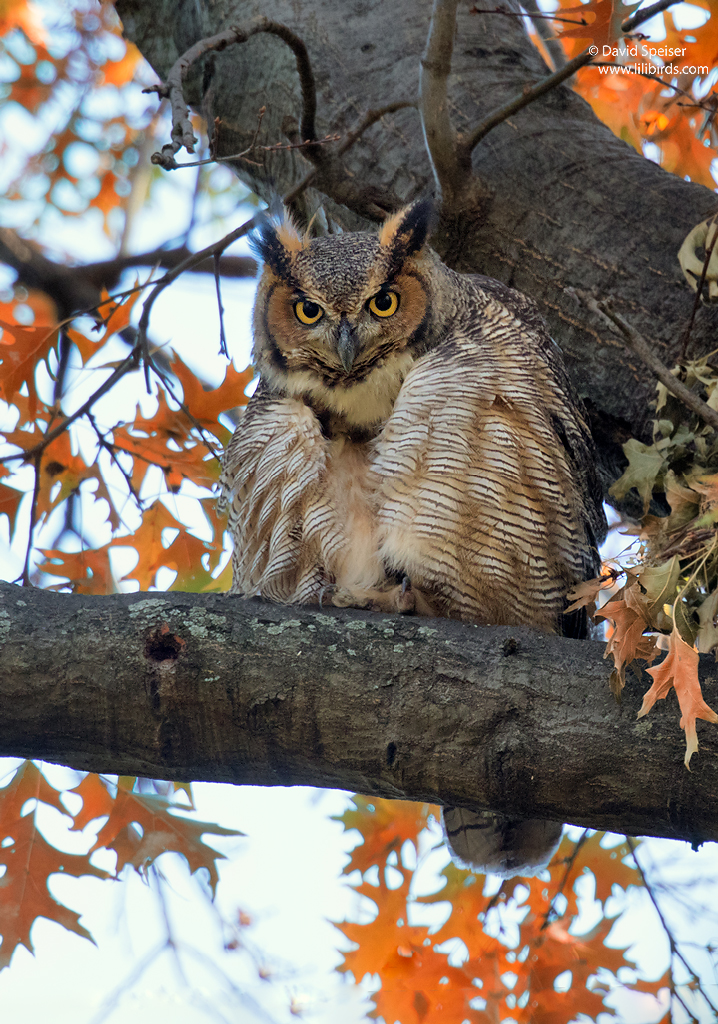 Great Horned Owl