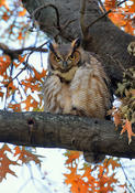 Great Horned Owl