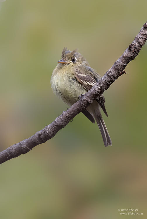 Pacific-slope Flycatcher