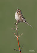 Lark Sparrow