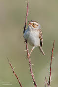 Clay-colored Sparrow