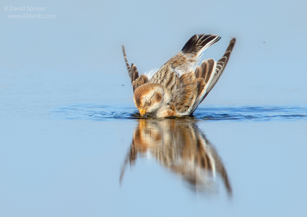 Snow Bunting