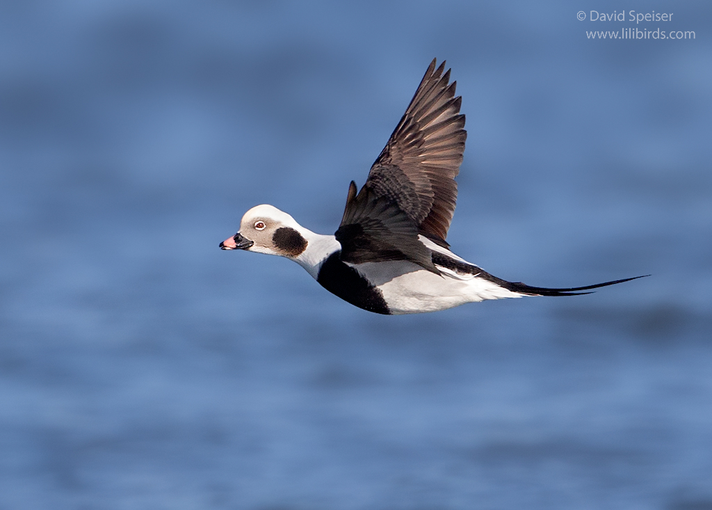 Long-tailed Duck