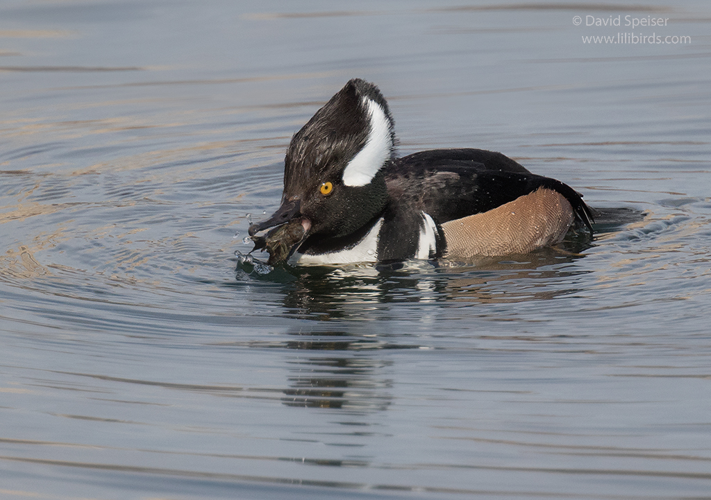 Hooded Merganser