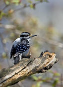 Hairy Woodpecker