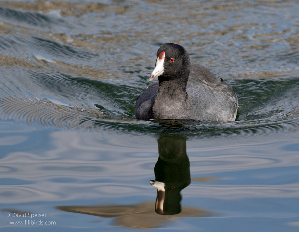 American Coot