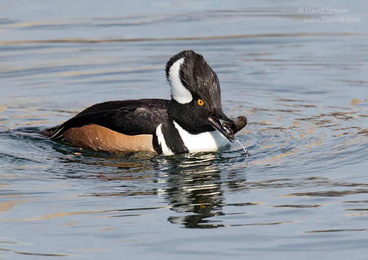 Hooded Merganser