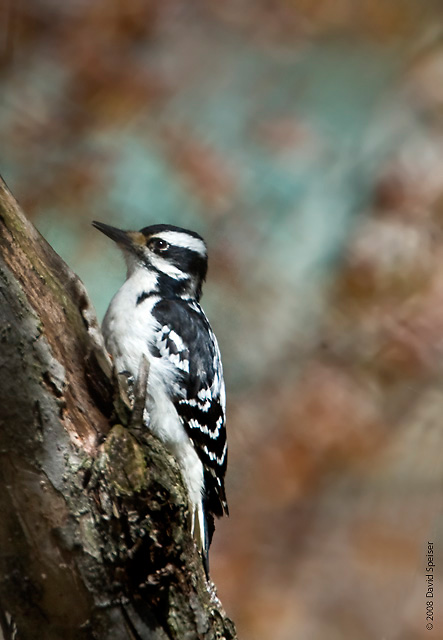 Hairy Woodpecker